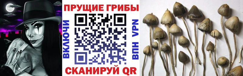 Псилоцибиновые грибы GOLDEN TEACHER  Сусуман 